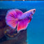 Purple Pink Halfmoon - Male Betta 044