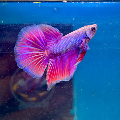 Purple Pink Halfmoon - Male Betta 044