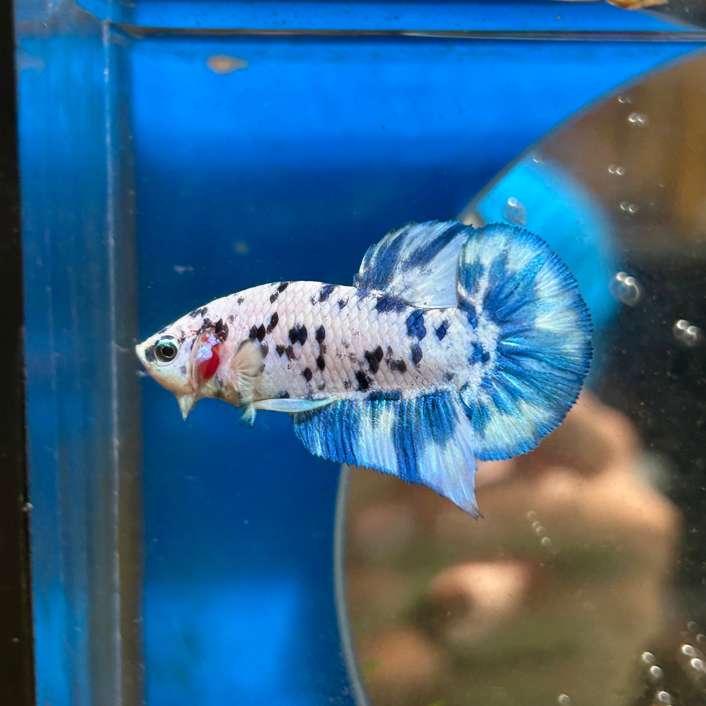 Blue Marble Dot Plakat - Male betta 015