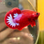 Red Fancy Hellboy Plakat - Male Betta 069