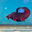 Avarta Nebula Plakat - Male Betta 122
