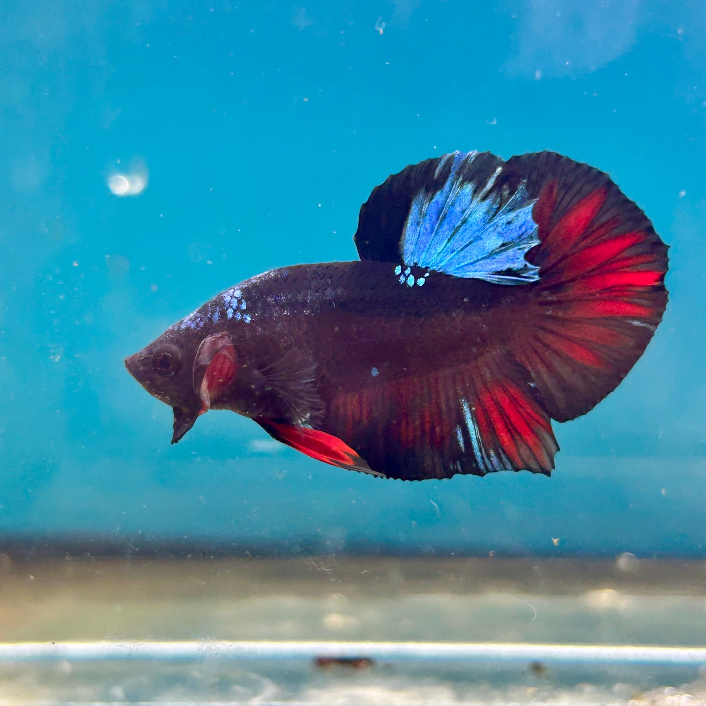 Avarta Nebula Plakat - Male Betta 122