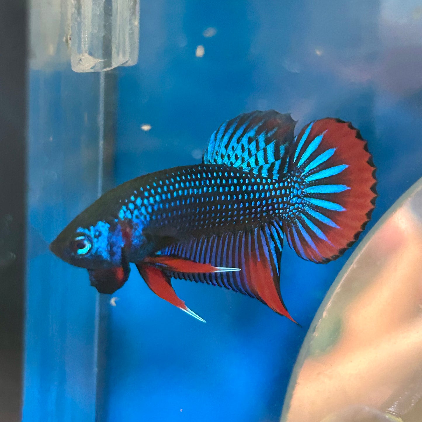 Wild Imbellis Blue - Male Betta 089