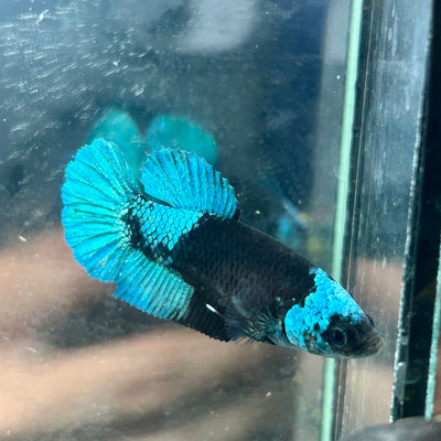 Avarta Green Plakat - Female Betta 152