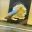 Pineapple Halfmmon Feather Tail- Male Betta 100
