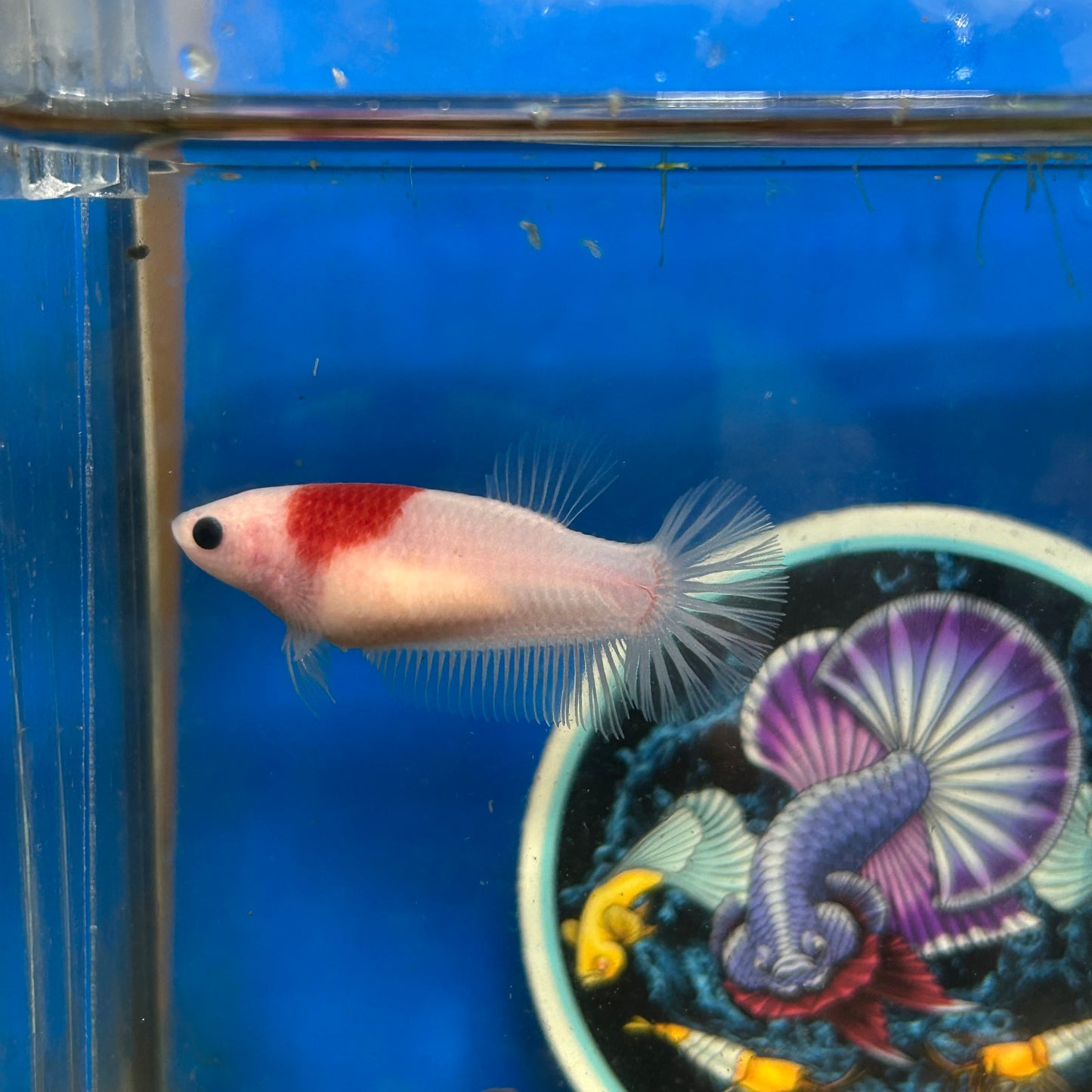 Koi Tancho Plakat - Female Betta 072