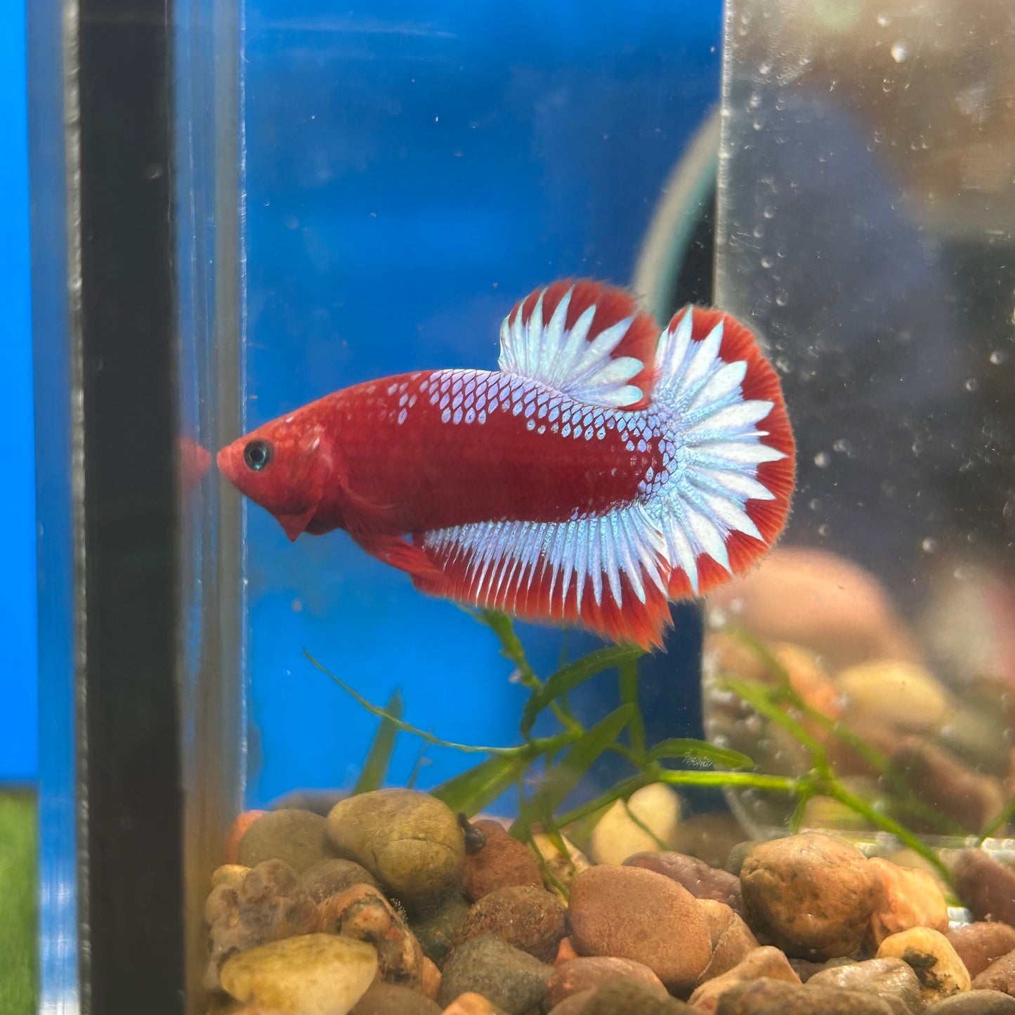 Red Fancy Hellboy Plakat - Male Betta 109