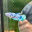 Blue Marble Dot Plakat - Female betta 16