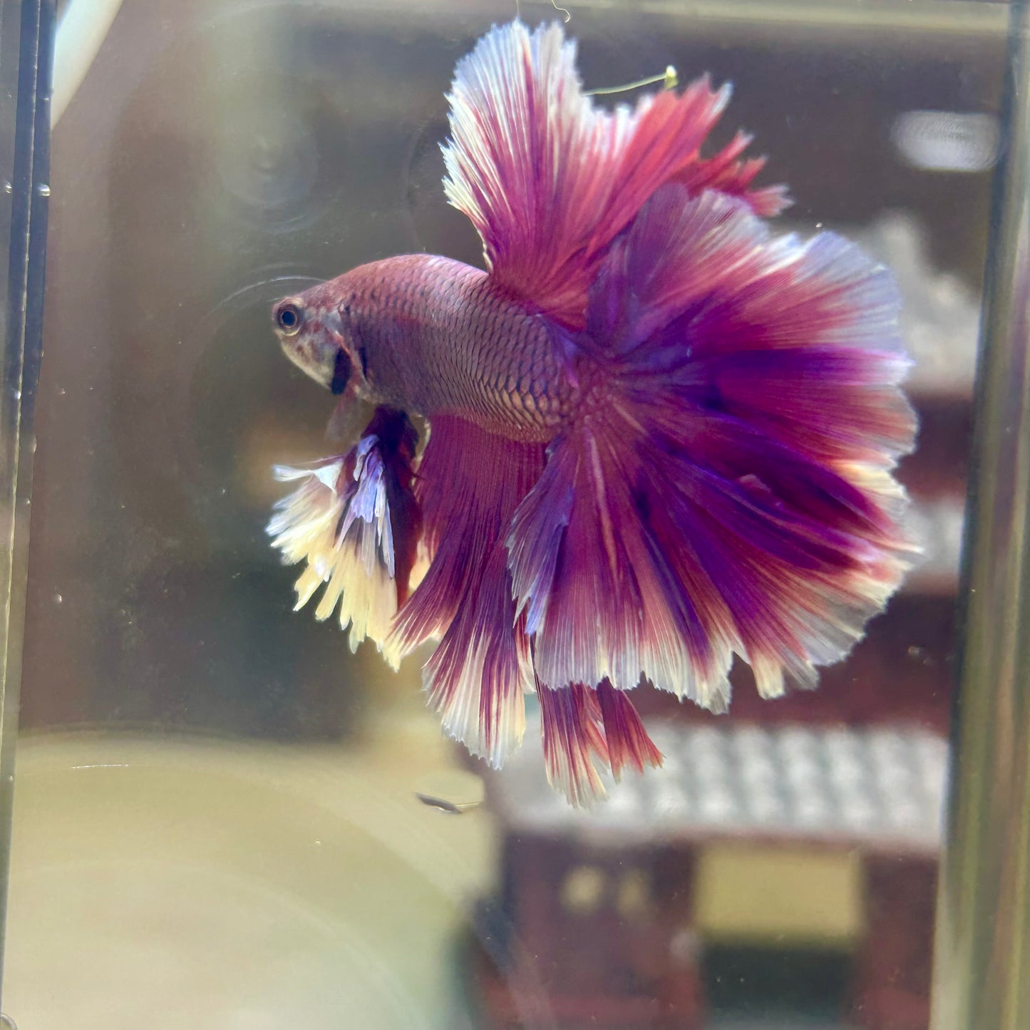 Purple Pink Feather- Male Betta FM1