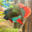 Wild Imbellis Long fins - Male Betta 086