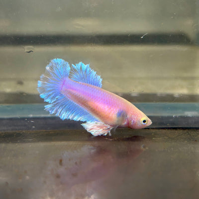 Sky Blue Pastel Feather Tail - Female betta 134