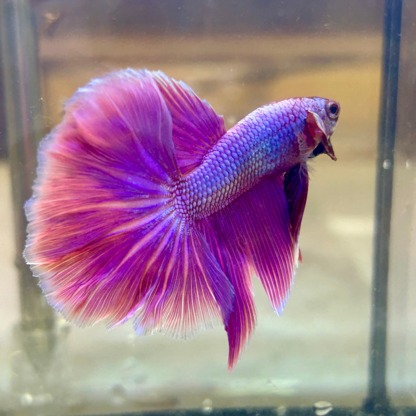 Purple Pink Halfmoon - Male Betta  117