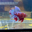 Purple Red Galaxy Halfmoon - Male Betta  037