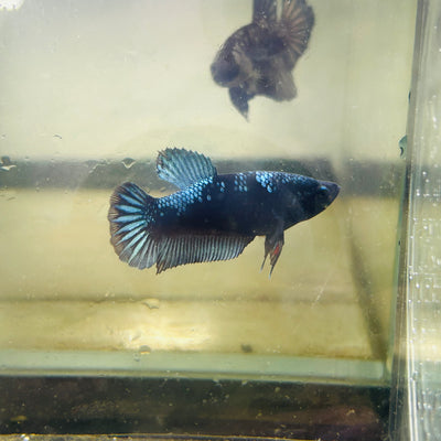Avarta Black Light Plakat - Female betta 191