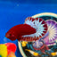 Red Fancy Hellboy Plakat - Male Betta 012