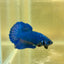 Super Blue Plakat - Male Betta 149