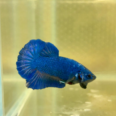 Super Blue Plakat - Male Betta 149