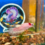 Koi Tancho Plakat - Female Betta 050