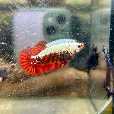 Red Samurai Plakat - Female betta 183