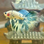 Blue Marble Halfmoon - Male Betta 129