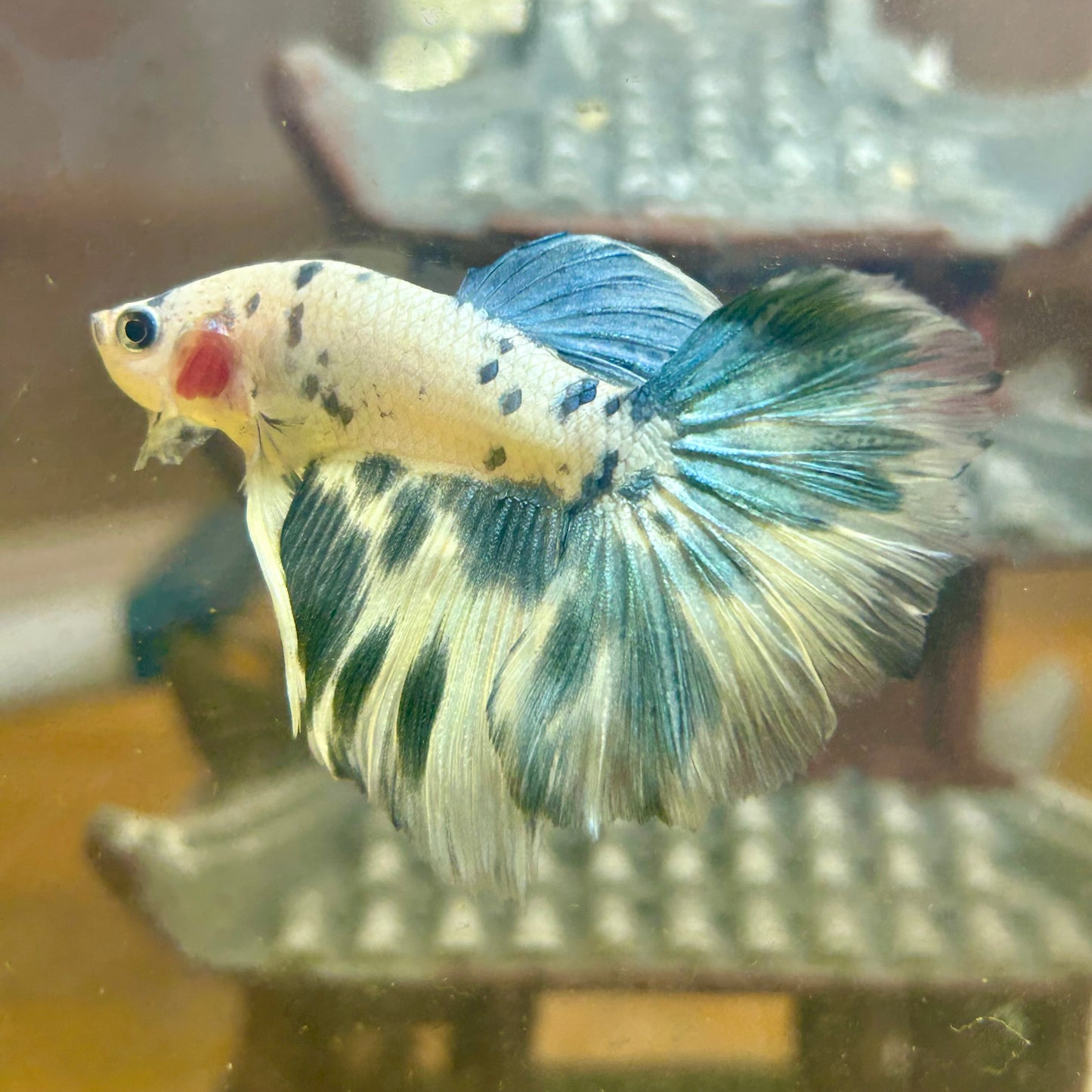 Blue Marble Halfmoon - Male Betta 129