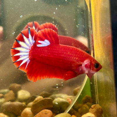 Red Fancy Hellboy Plakat - Male Betta 057