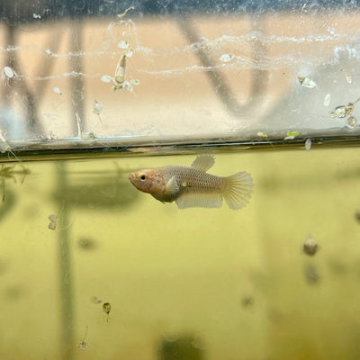 Yellow Pineapple Dumbo - Baby Betta