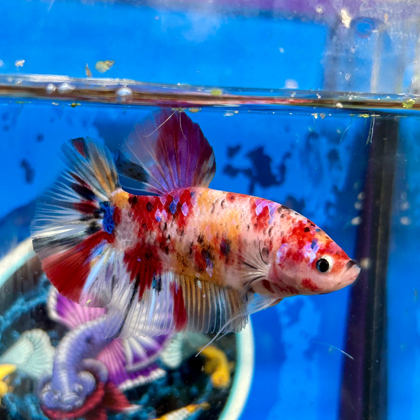 Giant multicolor  metallic Plakat - Male Betta 052 BO 5cm