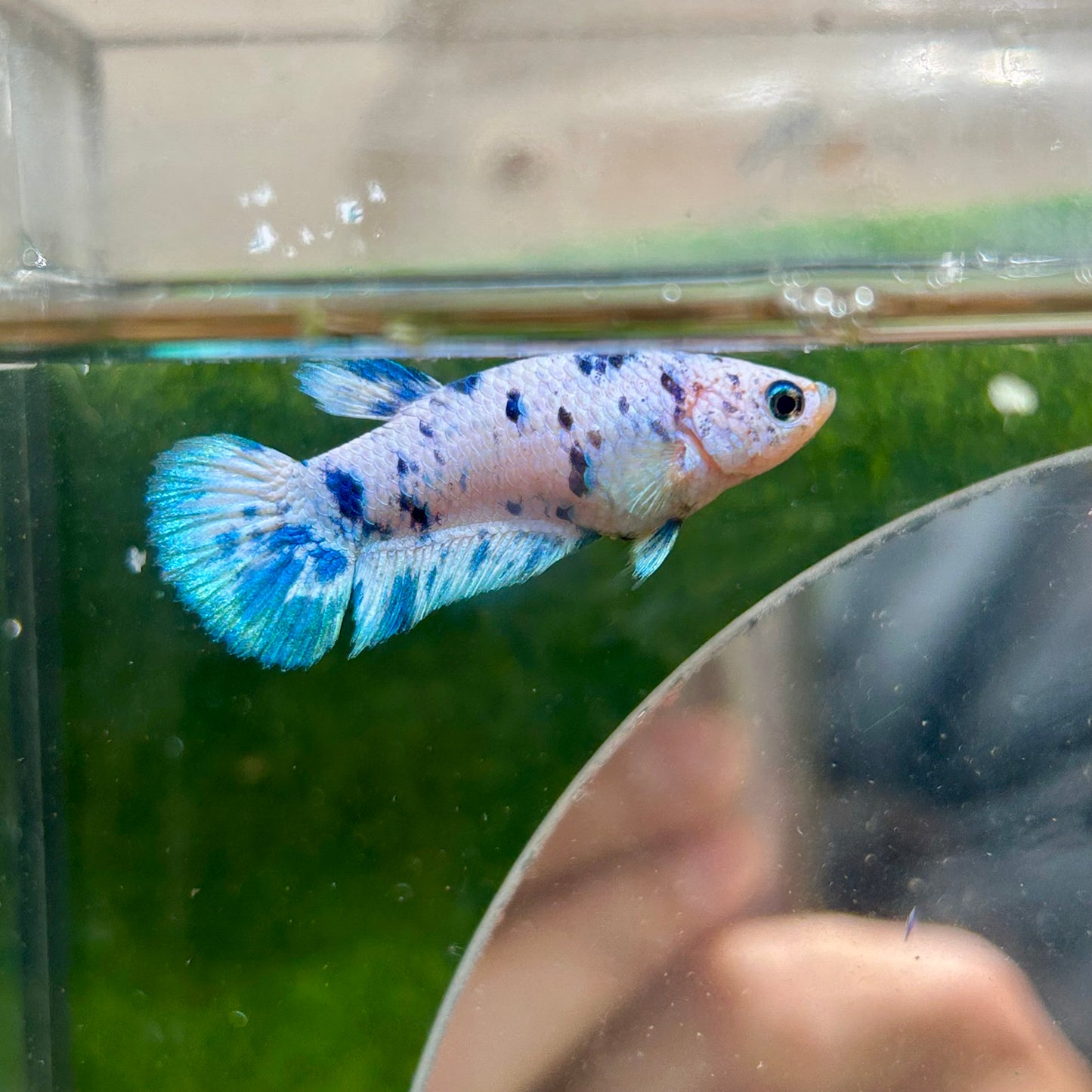 Blue Marble Dot Plakat - Female betta 16