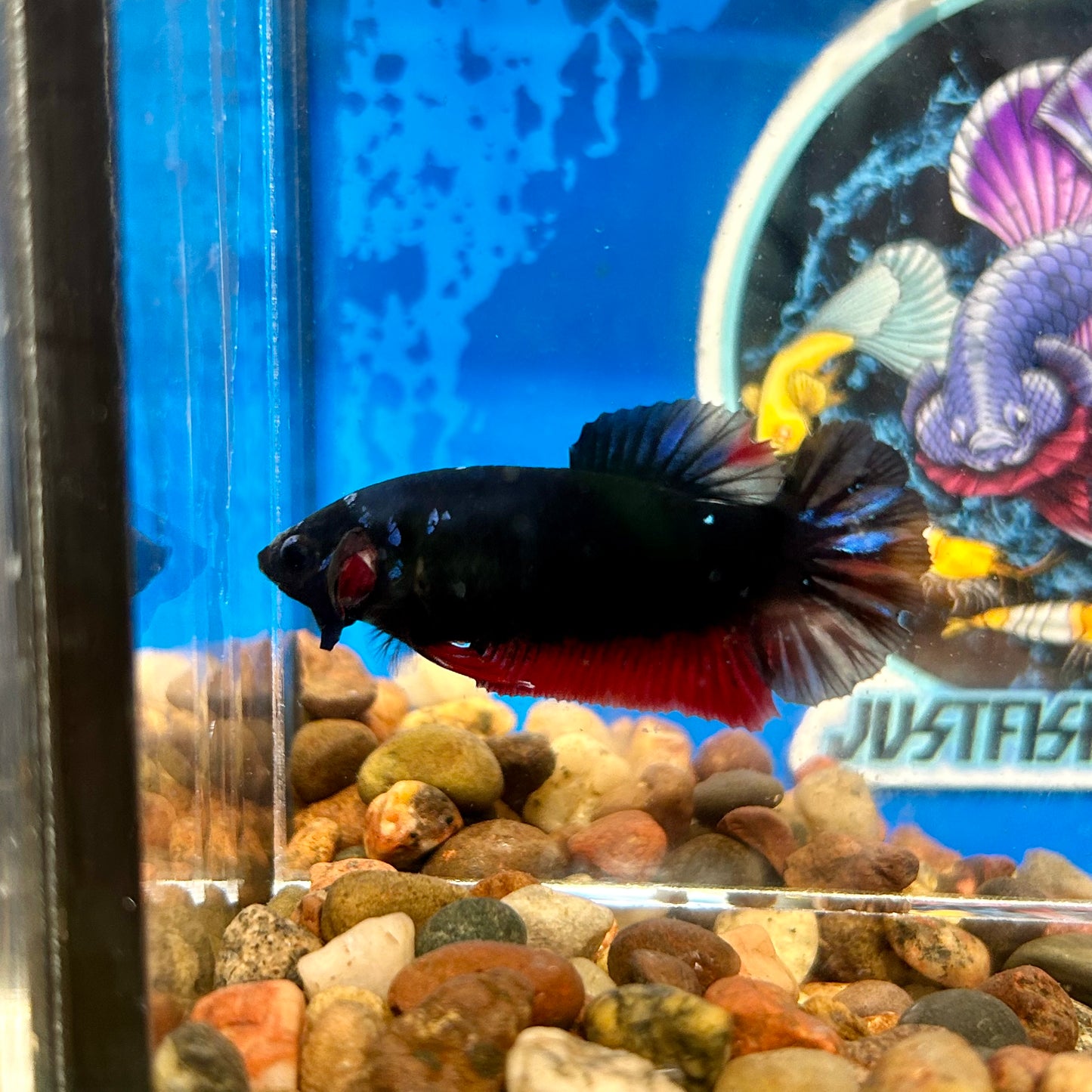 Avarta  Copper Plakat - Female Betta 113