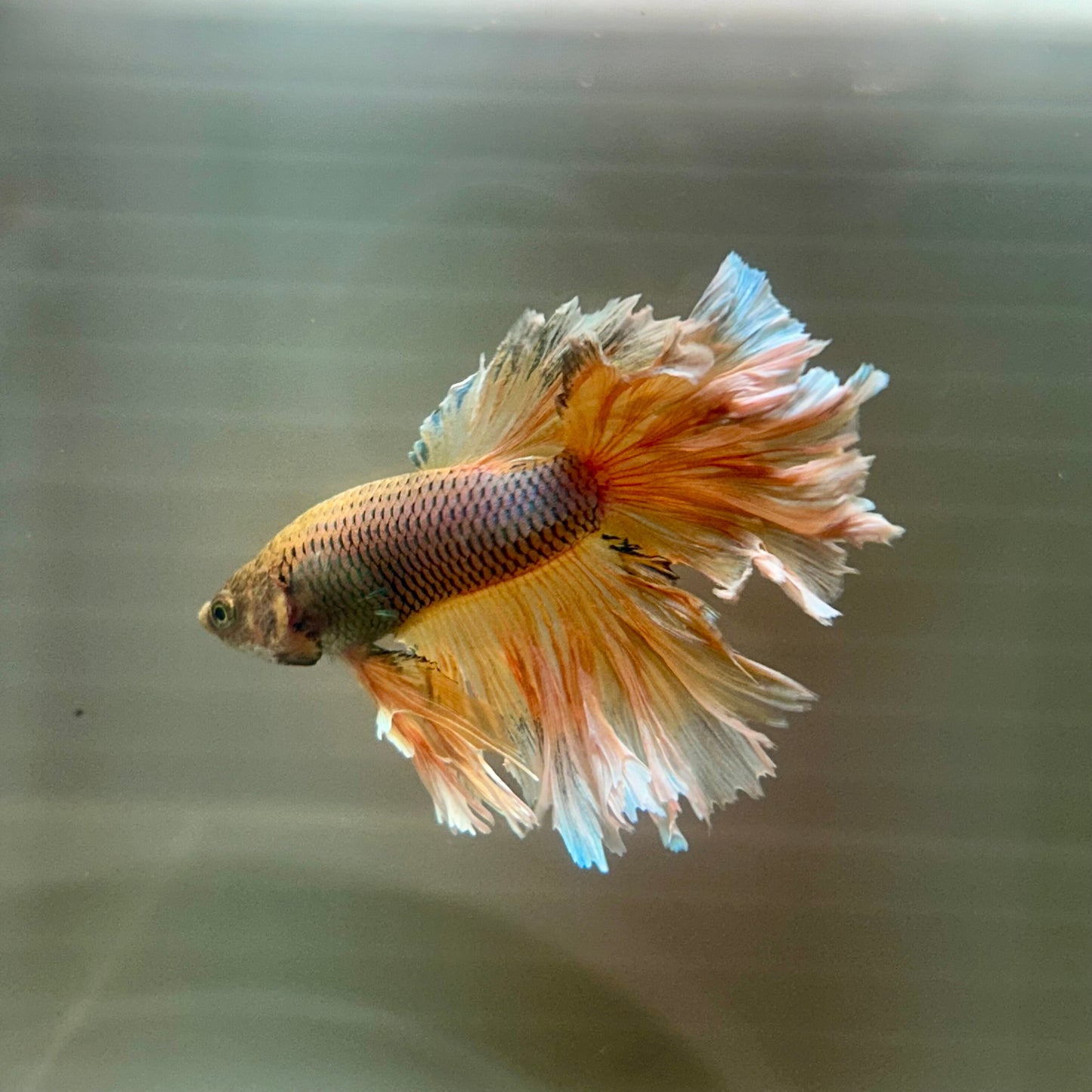 Yellow Pineapple Feather Tail- Male Betta 070