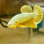 Yellow Dragon Plakat - Male betta 096