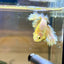 Yellow Feather- Male Betta FM2