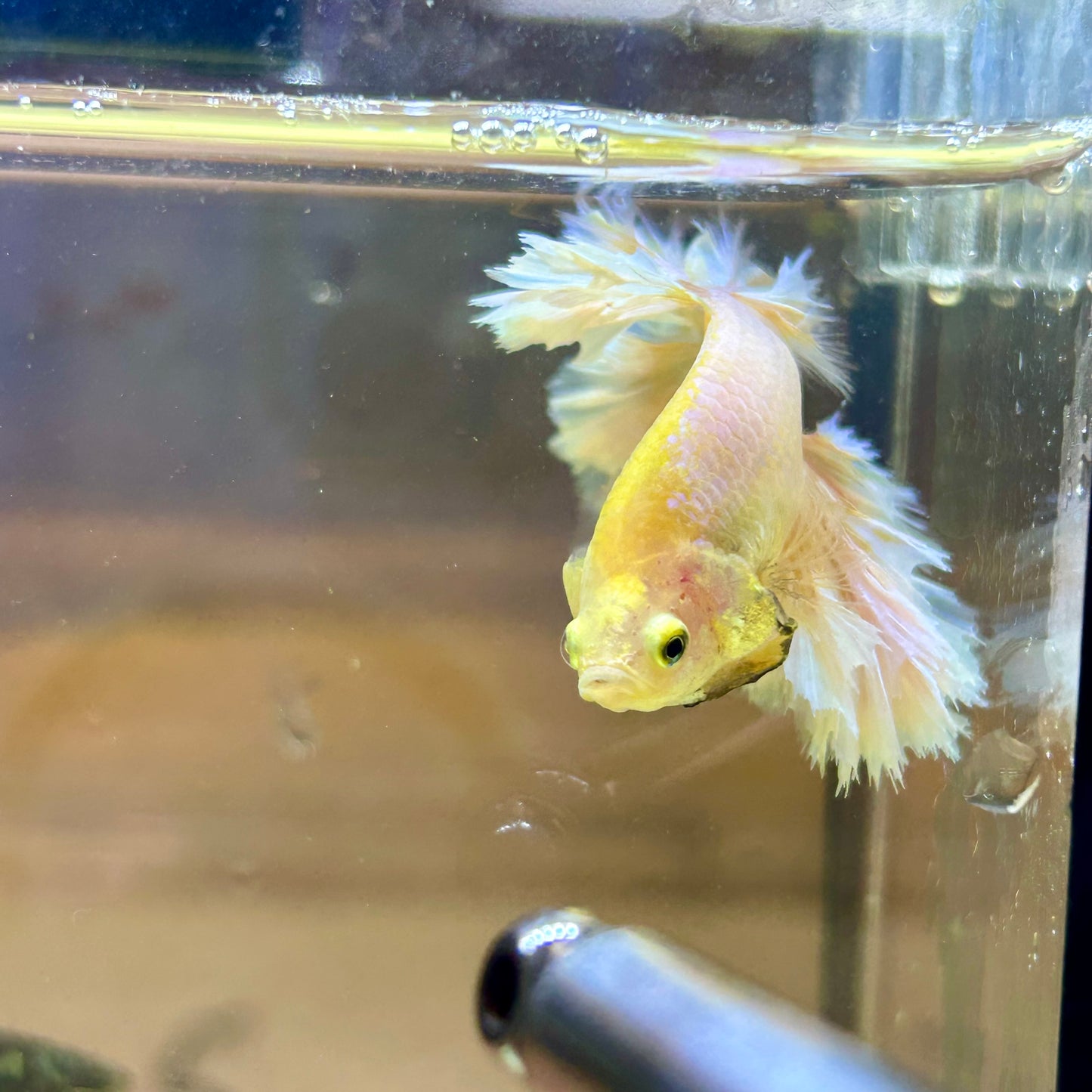 Yellow Feather- Male Betta FM2