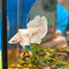 Dumbo White Platinum Plakat - Male Betta 034