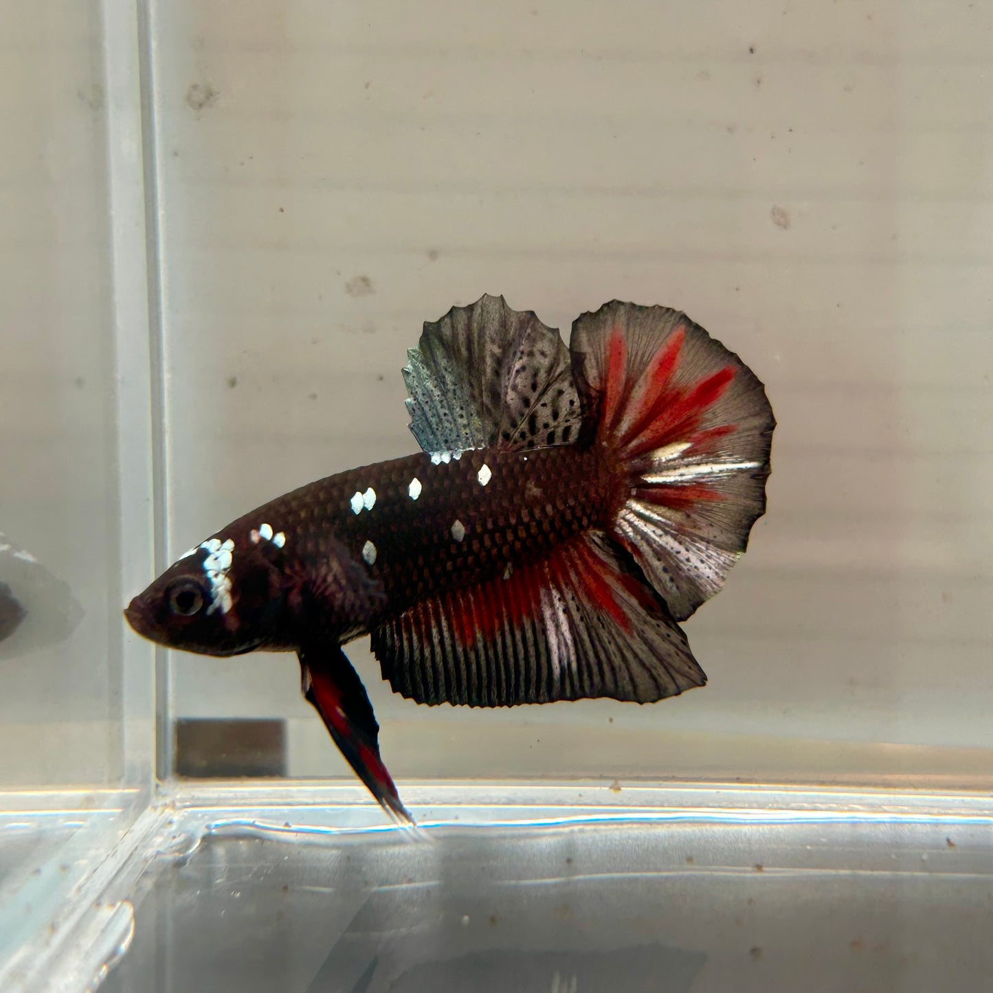 Copper Avarta Plakat - Male Betta 192