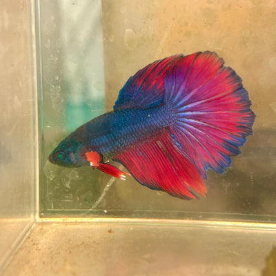 Hulk Blue Grizzle Halfmoon - Male Betta 031