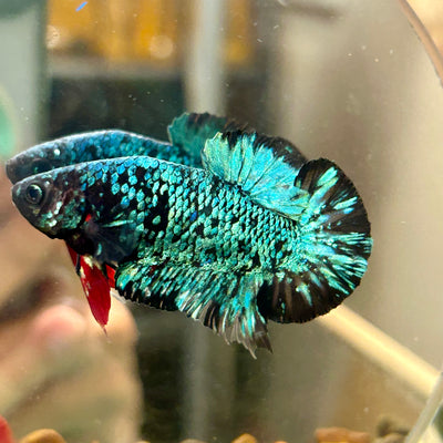 Avarta Green Plakat - Male Betta 072