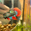 Wild Imbellis Green Long fins - Male Betta 109