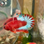 Red Fancy Hellboy Plakat - Male Betta 032