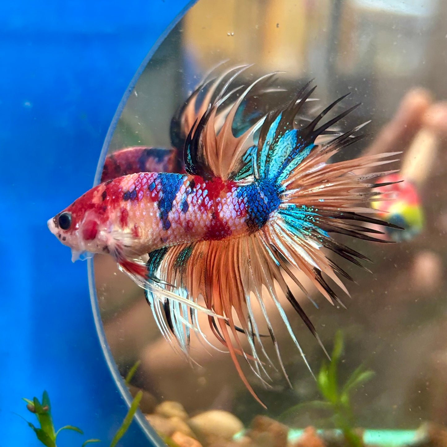 Multicolor Koi Crowntail - Male Betta 072