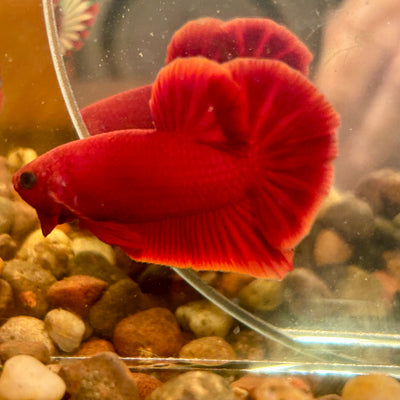 Super Red Plakat - Male Betta 133