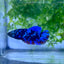 Betta Avarta Nebula Female Plakat Black #174