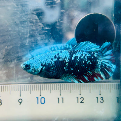 Betta Avatar Nebula Female Plakat Black #080