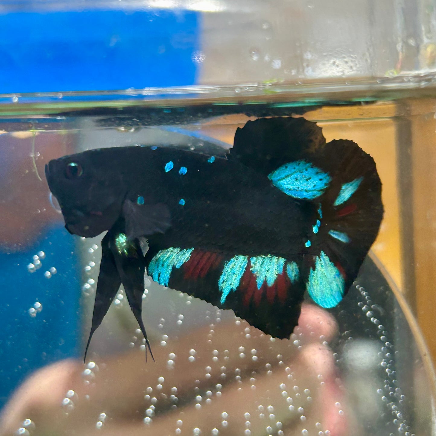 Avarta Nebula Plakat - Male Betta 044