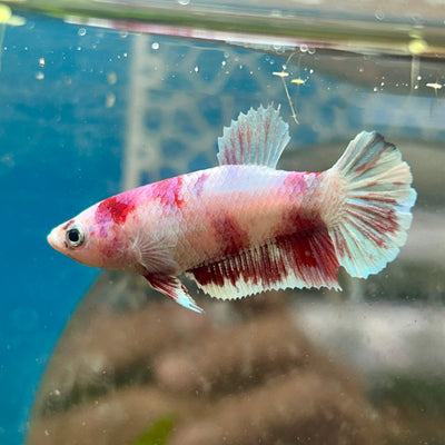 Plakat Red Koi Snow Female Betta #192