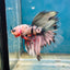Copper Koi Halfmoon - Male Betta 056