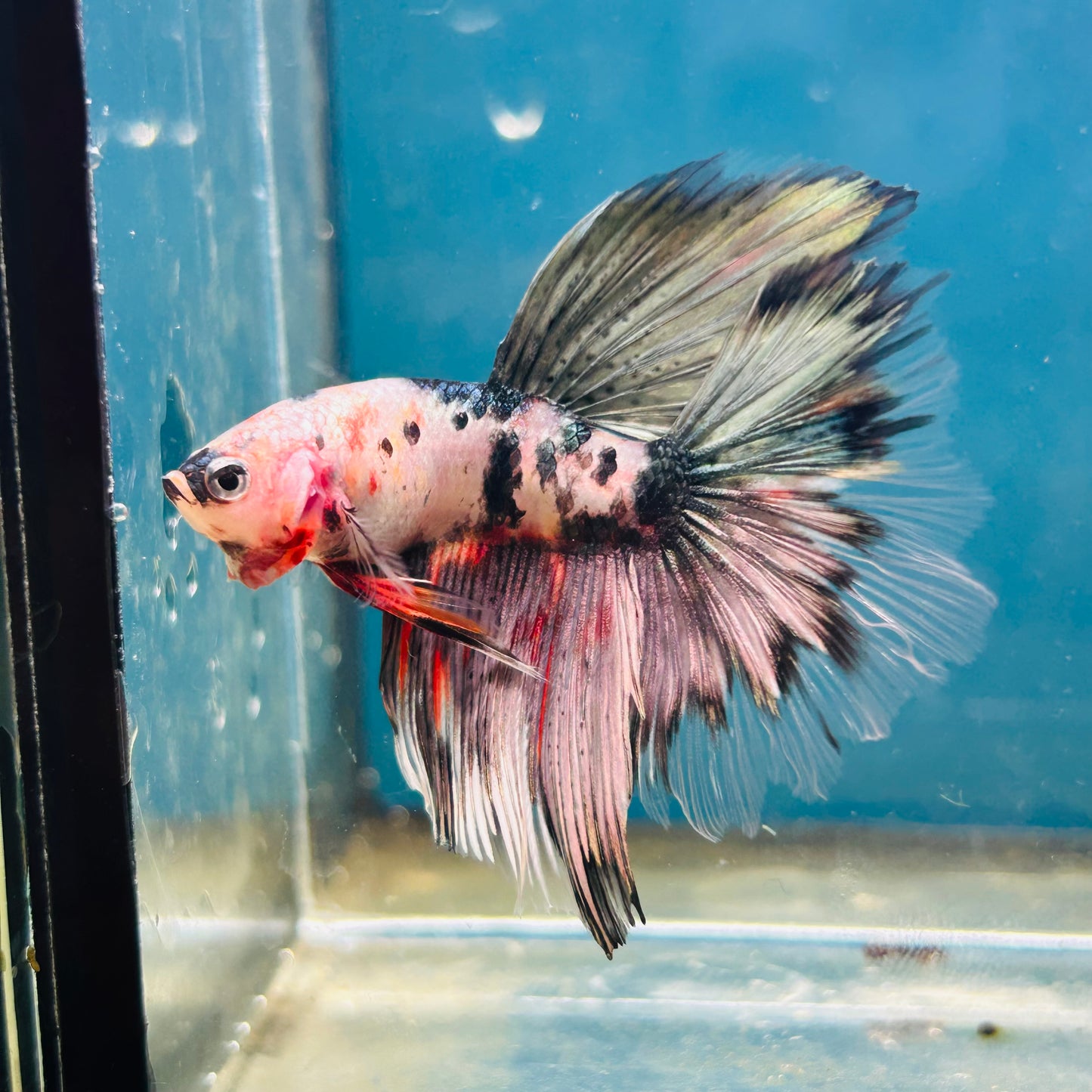 Copper Koi Halfmoon - Male Betta 056
