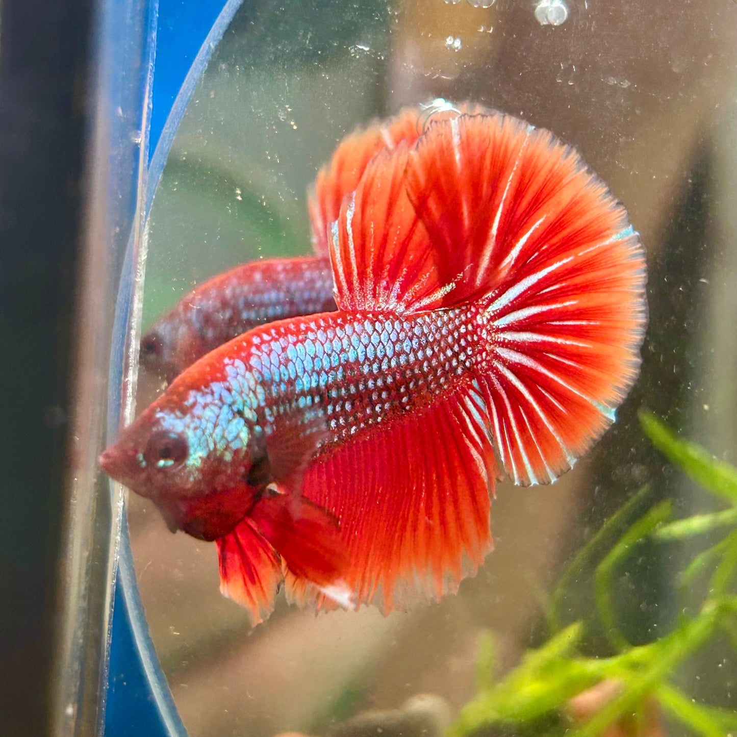 Red Fancy Copper Halfmoon - Male Betta 136