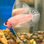 Koi Tancho Plakat - Male Betta 016